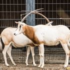Säbelantilopen (Oryx dammah)
