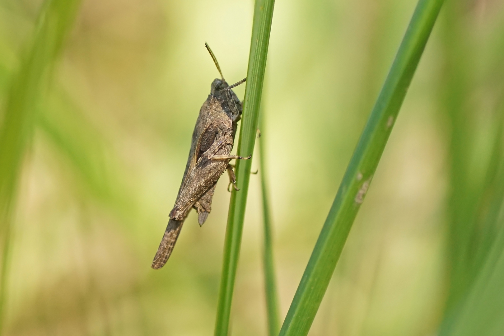 Säbeldornschrecke (Tetrix subulata)