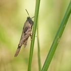 Säbeldornschrecke (Tetrix subulata)