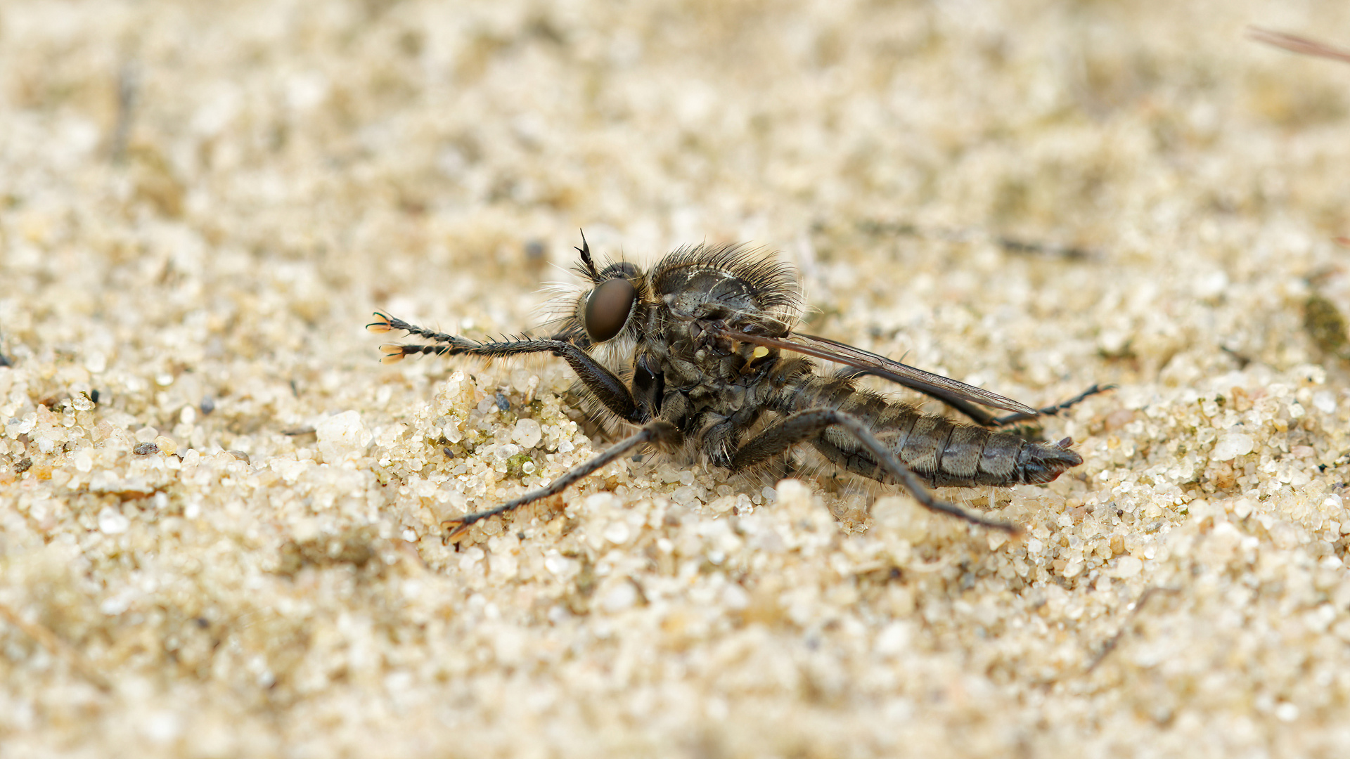 Säbelraubfliege Männchen 