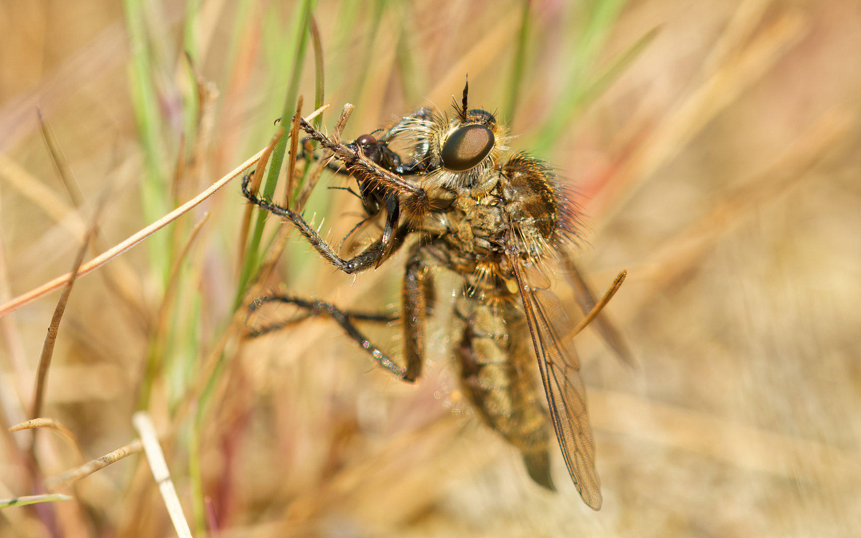 Säbelraubfliege Weibchen (Doku)