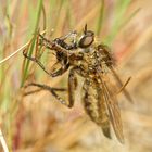 Säbelraubfliege Weibchen (Doku)