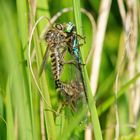 Säbelraubfliegen mit fetter Beute (Doku)