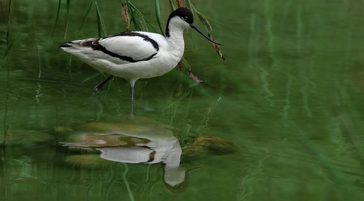 Säbelschnäbler 002 eing