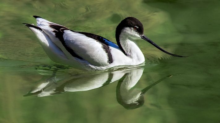 Säbelschnäbler 013a