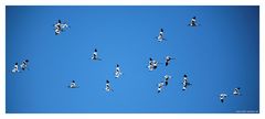 Säbelschnäbler am blauen Himmel über Friedrichskoog