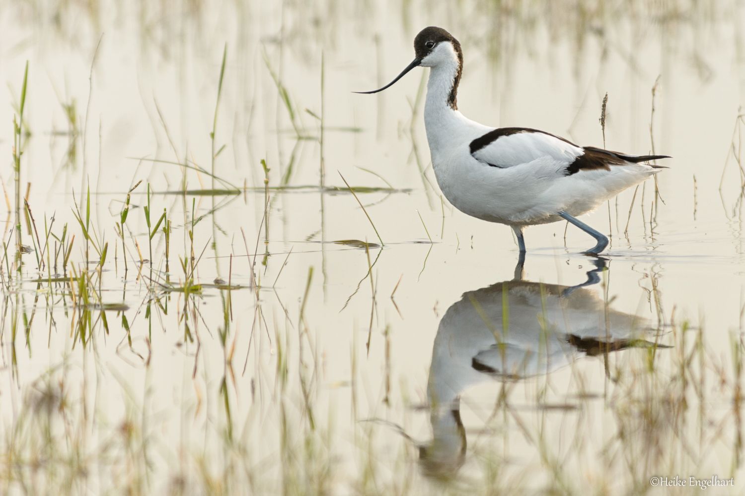 Säbelschnäbler am Neusiedler See