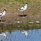 Säbelschnäbler Familie Spiegelbild 001 