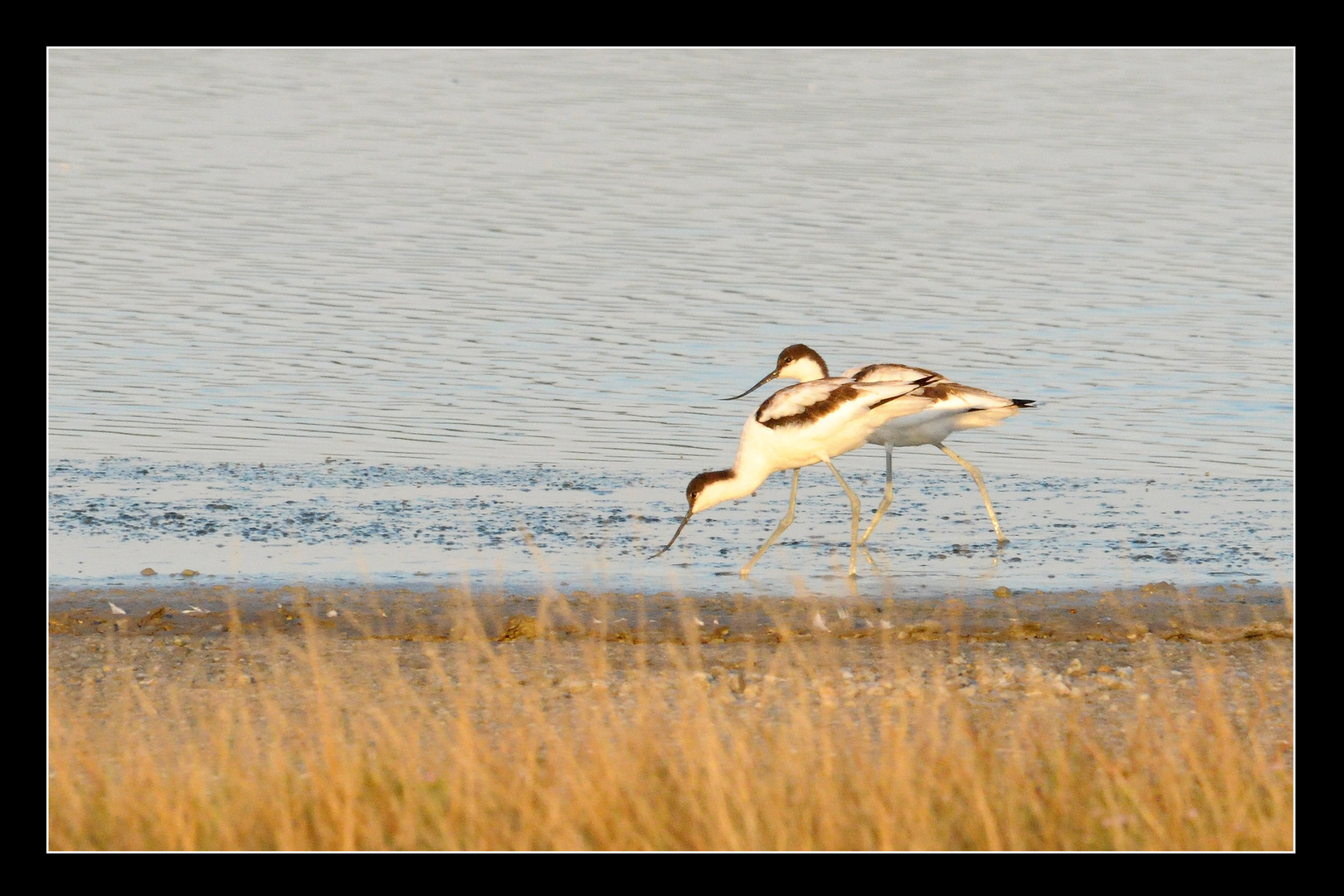 Säbelschnäbler im flachen Steppensee