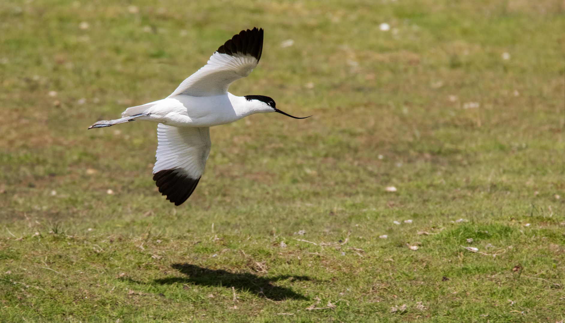 Säbelschnäbler im Flug 010 