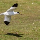 Säbelschnäbler im Flug 010 