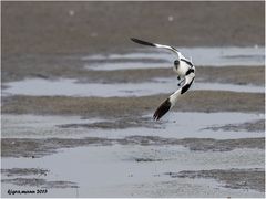 säbelschnäbler im flug