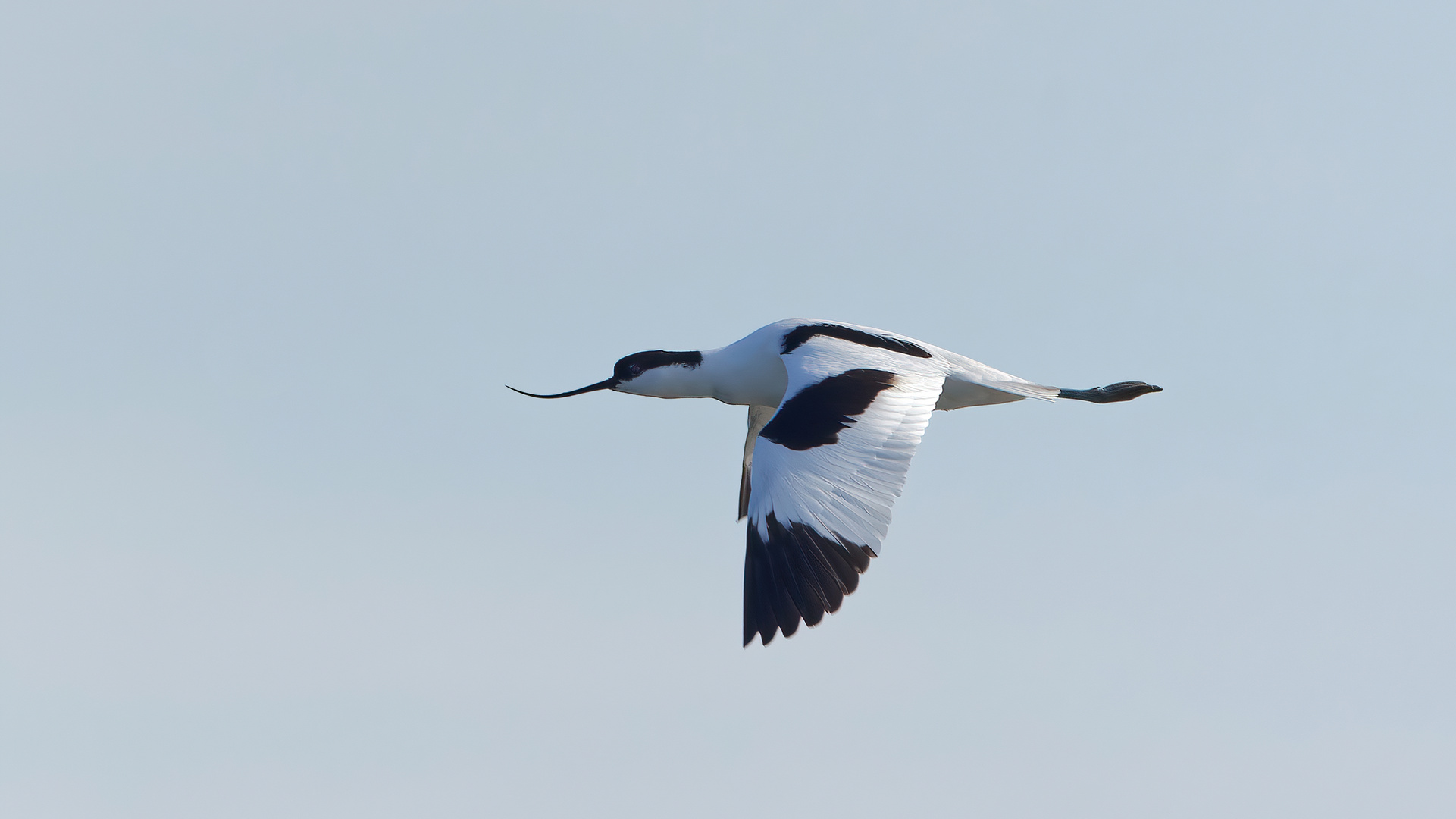 Säbelschnäbler im Flug