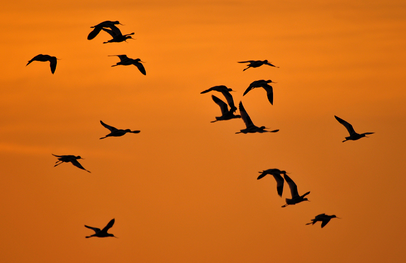 Säbelschnäbler im Flug