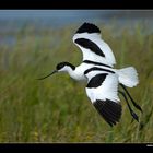 Säbelschnäbler im Flug • Insel Texel, Nord-Holland, Niederlande (21-21411)