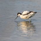 Säbelschnäbler im Wasser