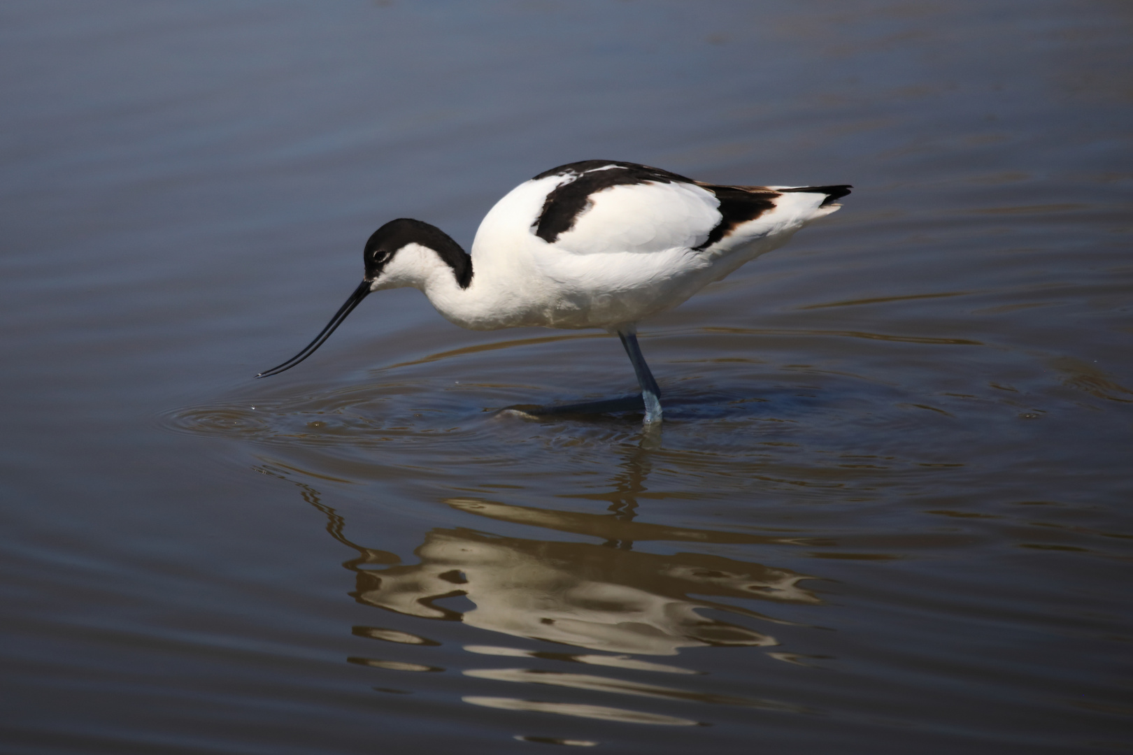 Säbelschnäbler in der Camargue 