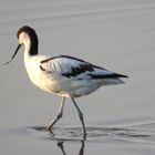 Säbelschnäbler (Recurvirostra avosetta) (2)