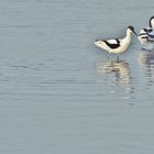 Säbelschnäbler (Recurvirostra avosetta)...