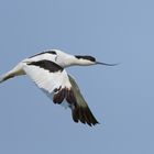 Säbelschnäbler (Recurvirostra avosetta) im Flug...