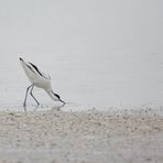 Säbelschnäbler (Recurvirostra avosetta)_II
