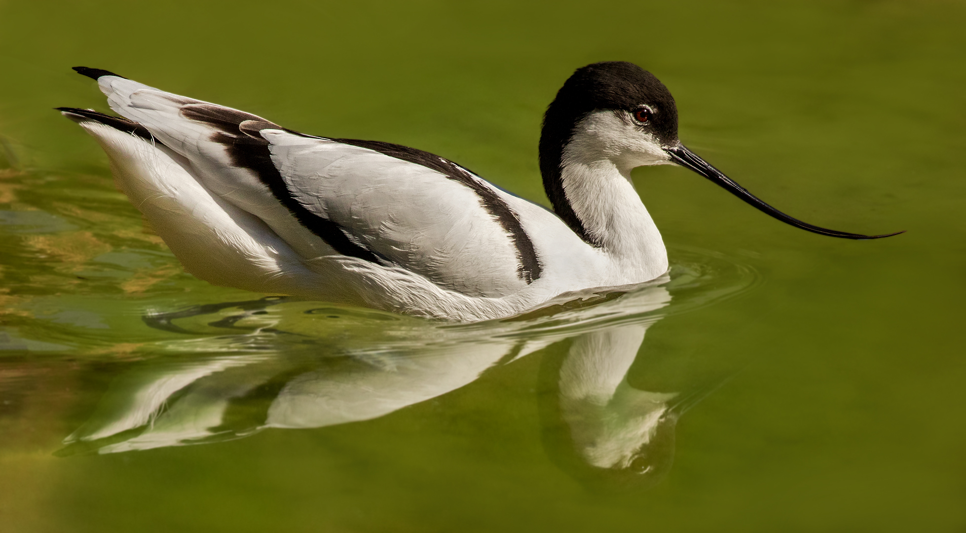 Säbelschnäbler Spiegelbild 007 