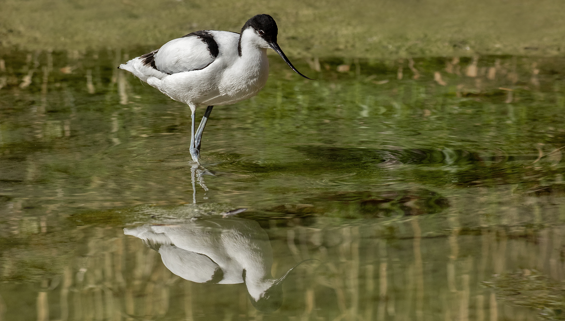 Säbelschnäbler Spiegelbild 008