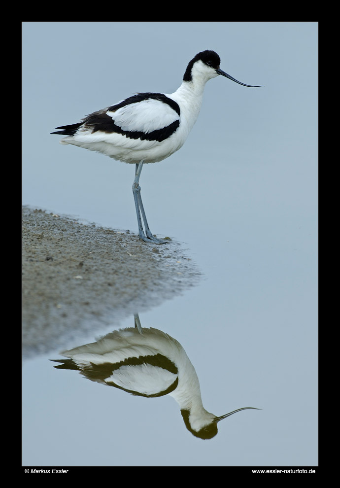 Säbelschnäbler und Spiegelung • Insel Texel, Nord-Holland, Niederlande (21-21361)