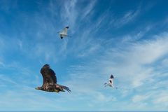 Säbelschnäbler  vergraulen jungen Seeadler