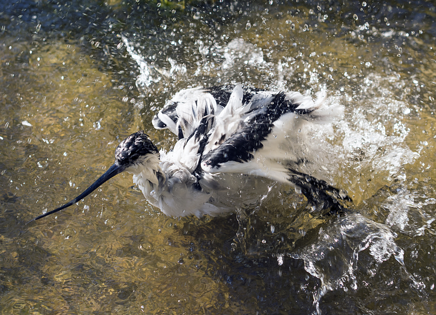 säbelschnäblersplishsplash