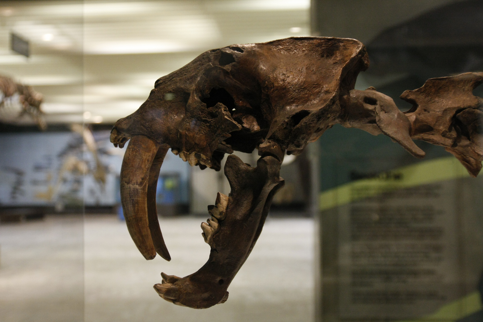 Säbelzahntiger Foto & Bild | tiere, natur Bilder auf fotocommunity