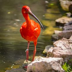 Säbler I - Vogelpark Walsrode