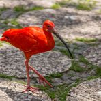 Säbler II - Vogelpark Walsrode