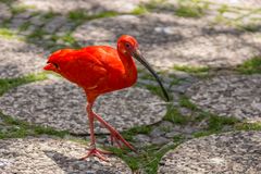 Säbler II - Vogelpark Walsrode