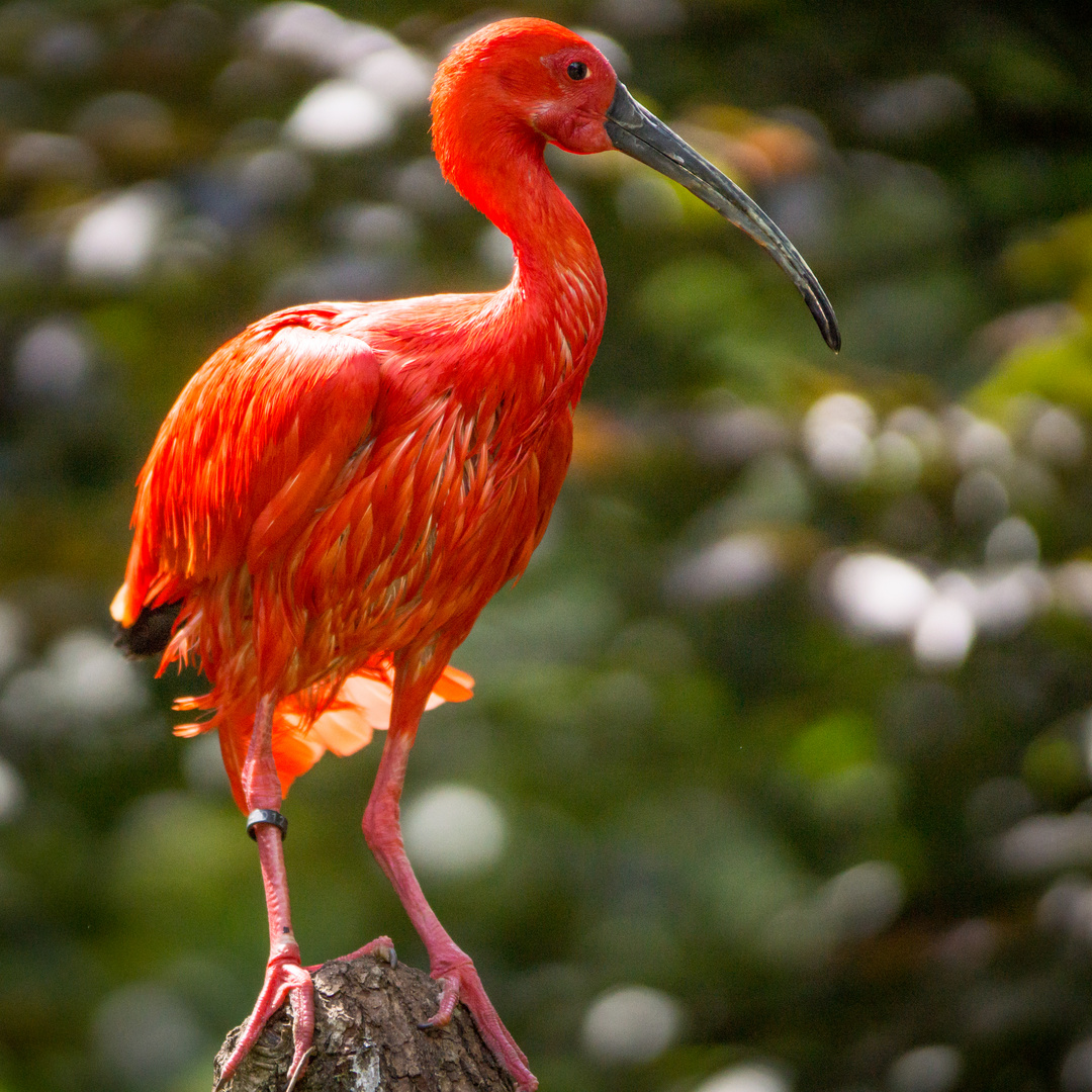 Säbler III - Vogelpark Walsrode