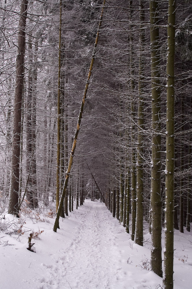 Sächs. Schweiz - Hinterhermsdorf, Baumallee im Winter 2