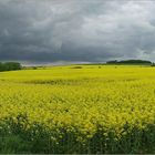 Sächsische Rapslandschaft....