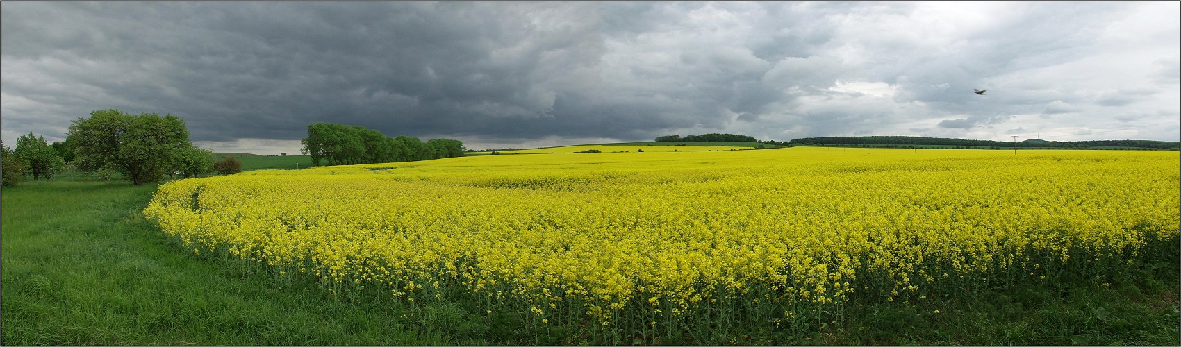 Sächsische Rapslandschaft....