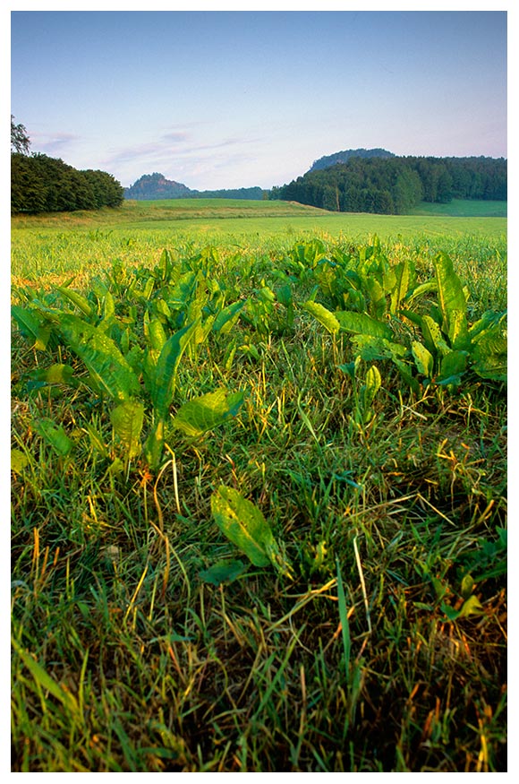 Sächsische Schweiz 2007 [ Rund um Weißig ]