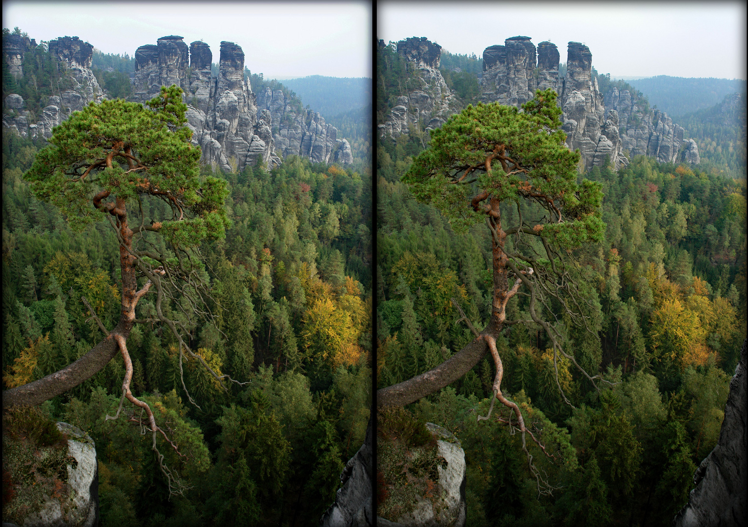 Sächsische Schweiz Bastei hängende Kiefer  (3D-X-View)