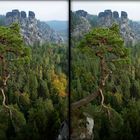 Sächsische Schweiz Bastei hängende Kiefer  (3D-X-View)
