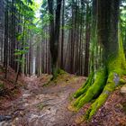 Saechsische Schweiz - Wanderweg im Elbsandsteingebirge