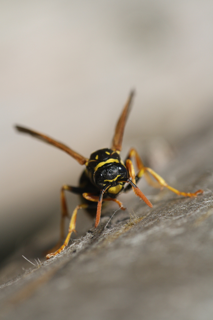 Sächsische Wespe