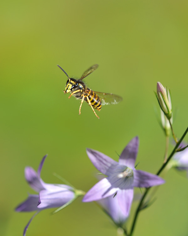 Sächsische Wespe im Flug