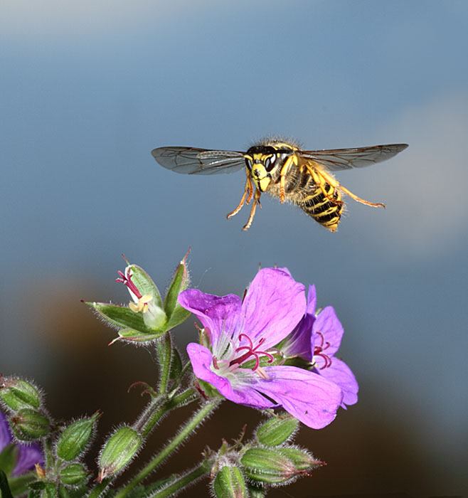 Sächsische Wespe im Flug