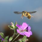 Sächsische Wespe im Flug