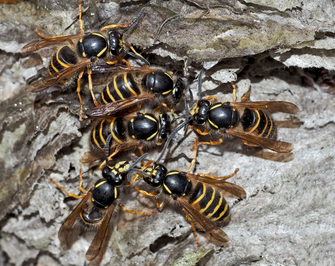 Sächsische Wespen (Dolichovespula saxonica) auf zerfetztem Nest. - Guêpes inspectent leur nid abîmé.