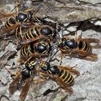 Sächsische Wespen (Dolichovespula saxonica) auf zerfetztem Nest. - Guêpes inspectent leur nid abîmé.