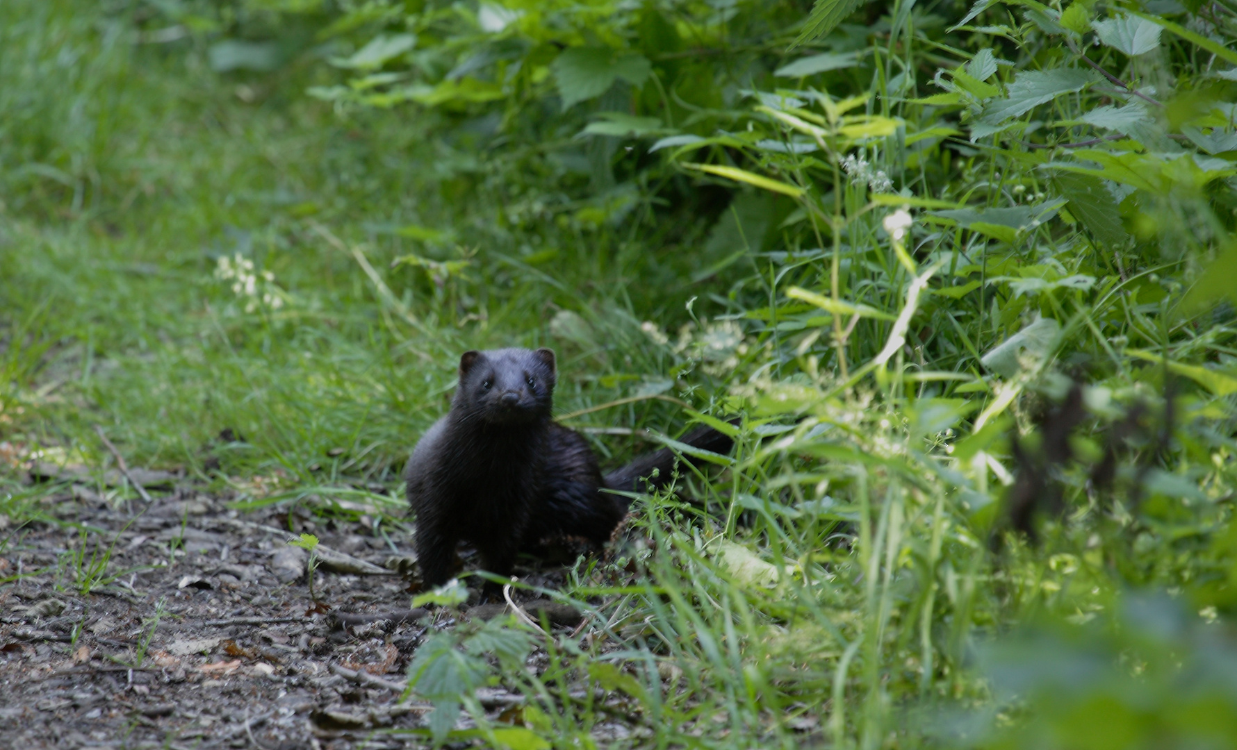 sächsischer Mink