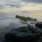 Sächsische_Schweiz_Lilienstein_Kiefer